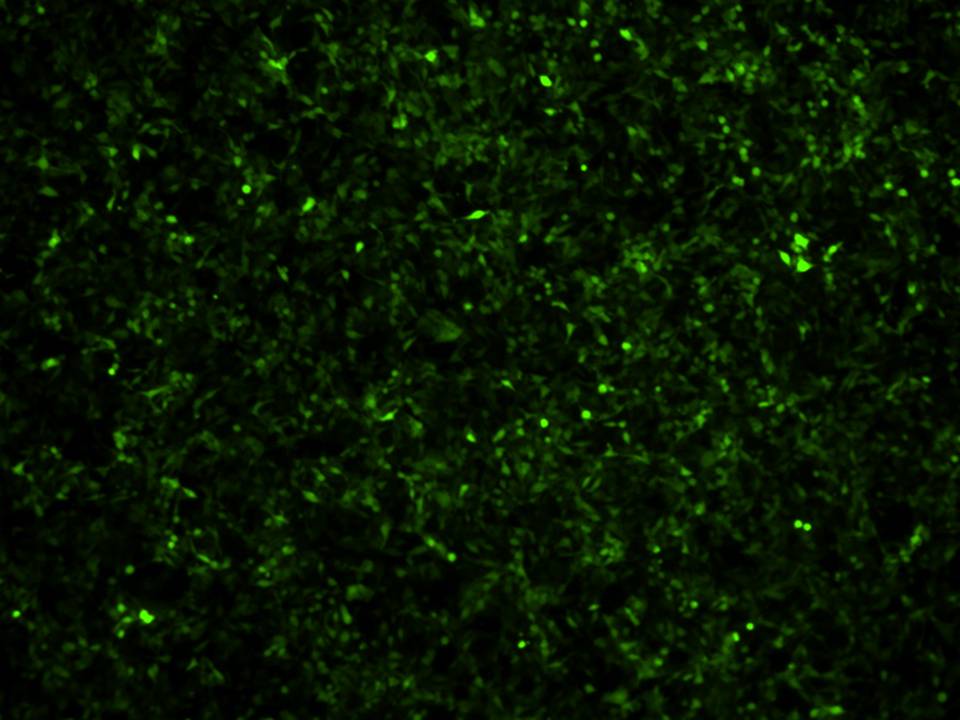 HSC-3 - Human Squamous Carcinoma cells- Transfection Efficiency 98 per cent